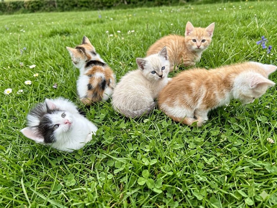 Отдам котят в хорошие руки