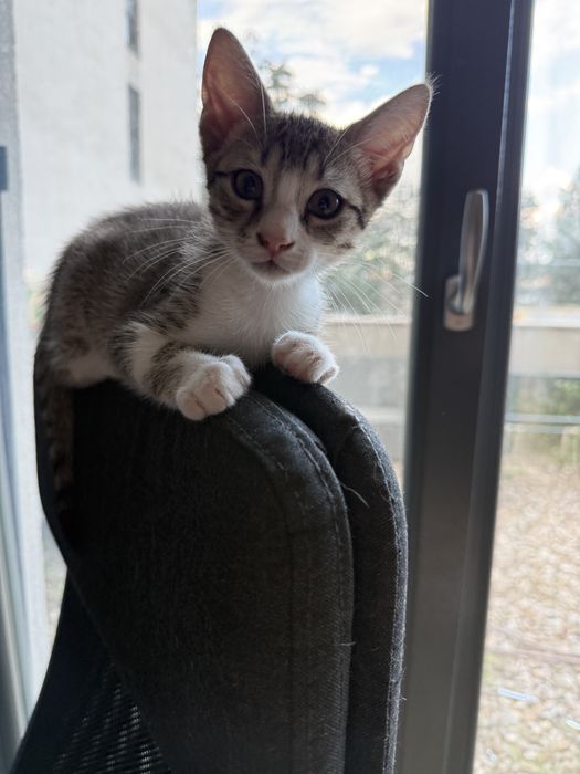 Pui de pisicuta pentru adoptie