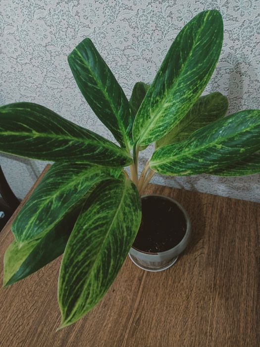 Комнатное растение