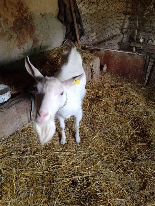 Продается Коза за 45000