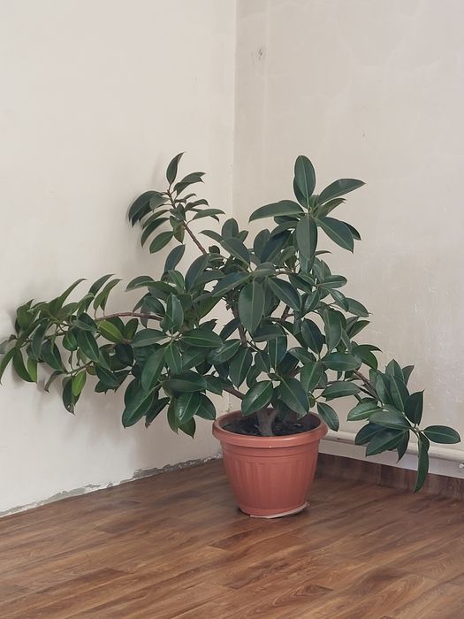Продам цветок фикус