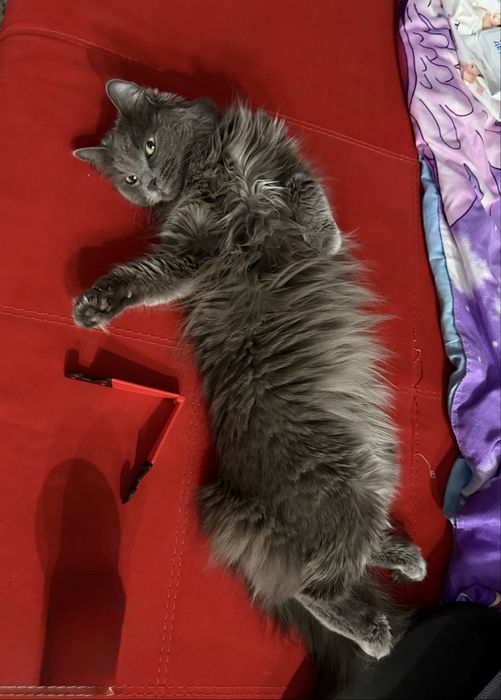 Отдам кошку в добрые руки