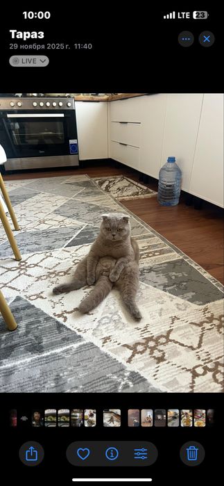Кот шотландский вислоухий крассавец