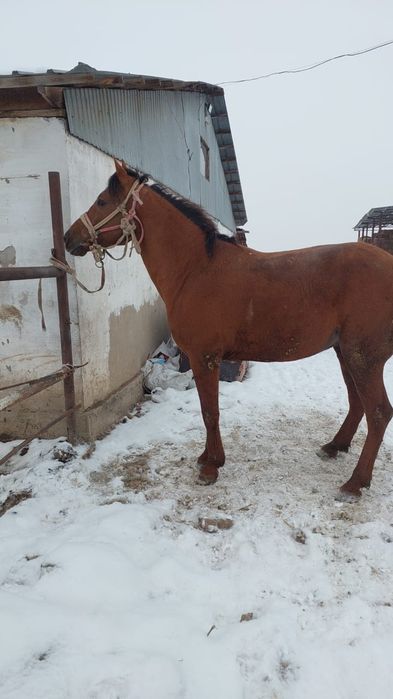 Конь араб с дончаком