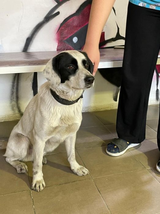 Собака ищет дом, кобель (мальчик)