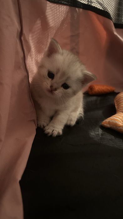 Шотландкие котята