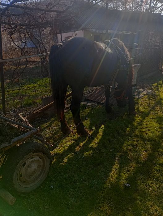 Vând iapa bună de ham