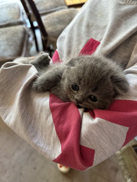 Вислоухие британские котята