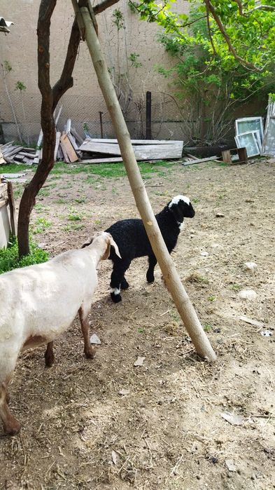 Продаются бараны домашние