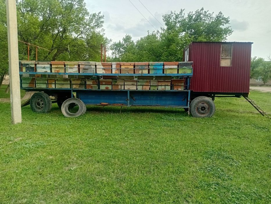 Asalari pirsepi sotiladi yashigi bilan 70 milyon yana kelishamiz