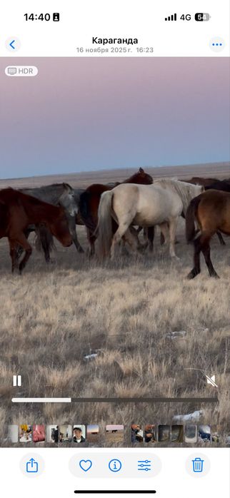 Құлындайтын сауын биелер сатылады