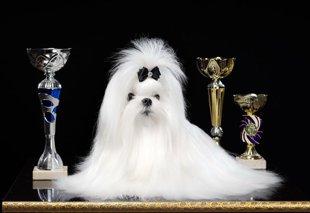 Мальчик мальтезе мини бэбифейс