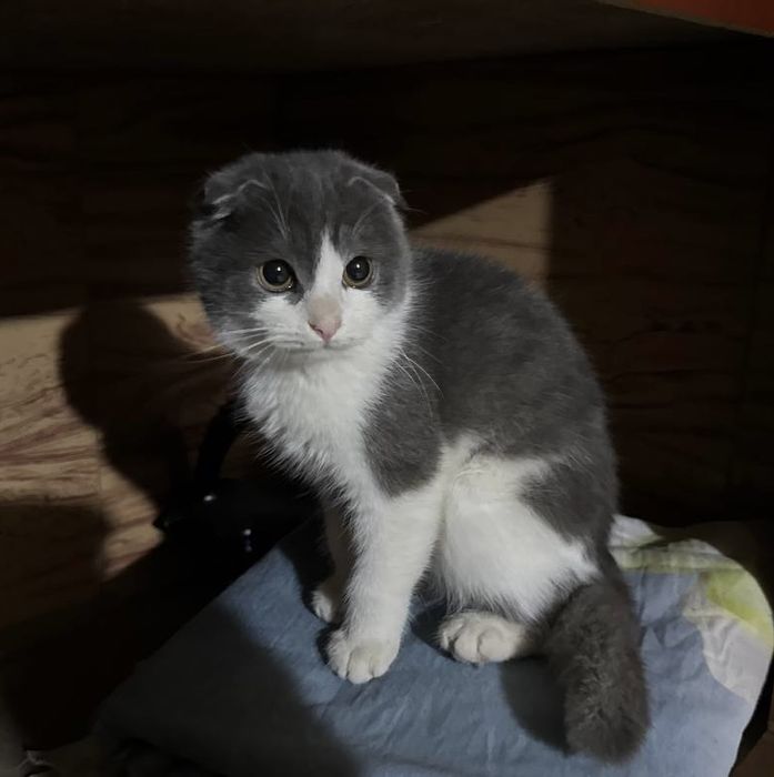 Скоттиш фолд мушуклари