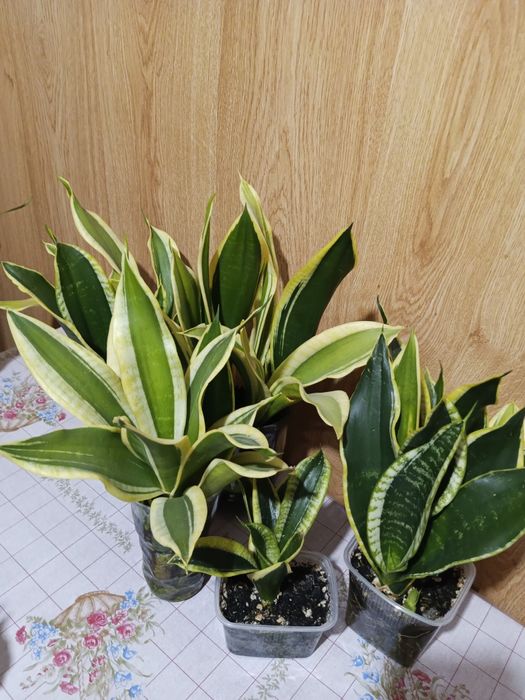 Обмен сансевиерии