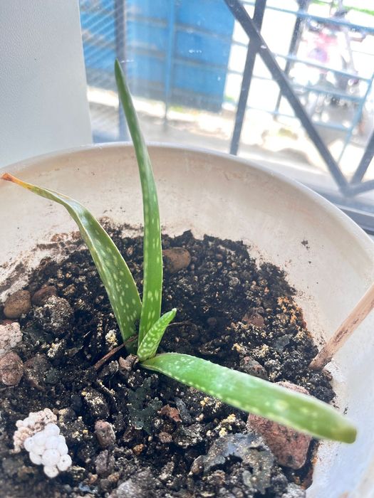 Продам комнатные растения