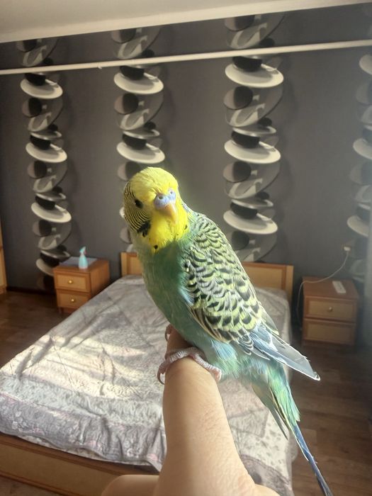 Продам ручных ласковых попугаев