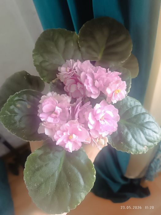 Фиалка Rebels rose bud