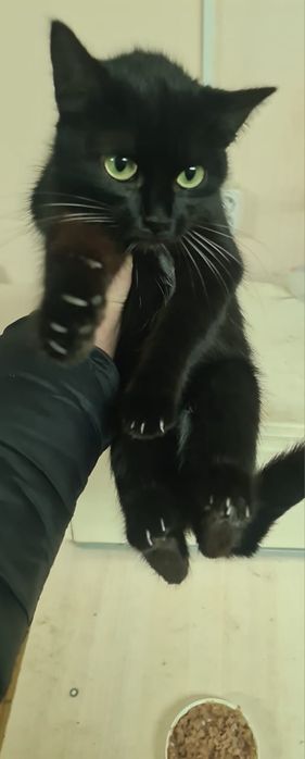 Отдадим чёрную пантеру!