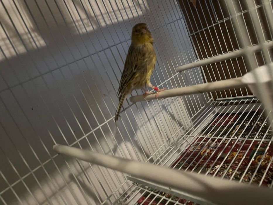 Canari orpheus ideali