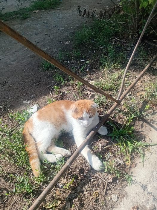 Котик ищет дом красавчик
