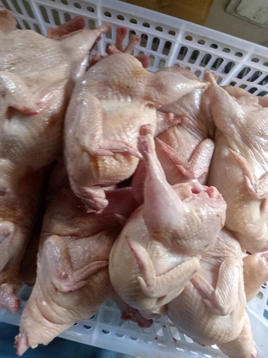 Продам мясо перепела