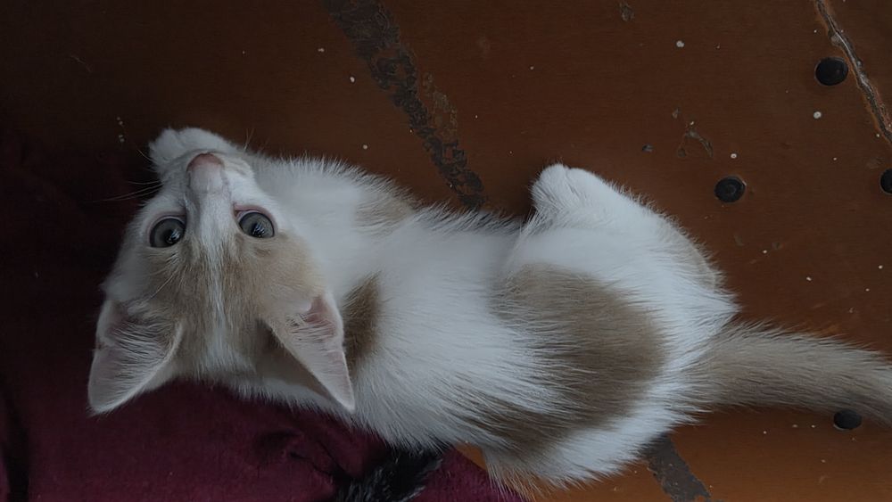 Котята в добрый руки