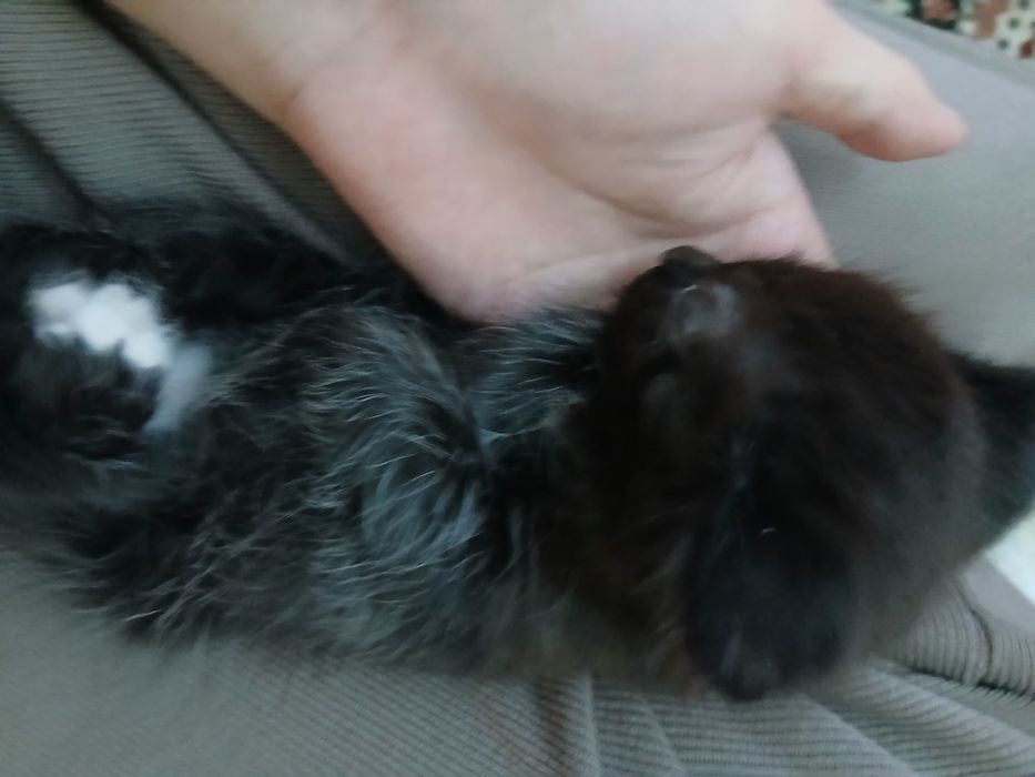 2 котенка черные