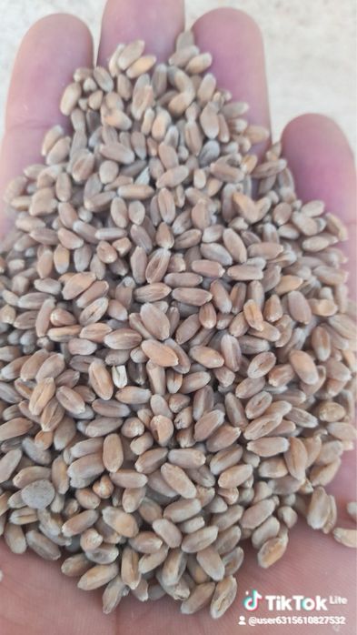 Ұрықтық бидай сатылады