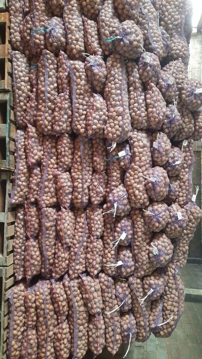 Картофель семена Гала