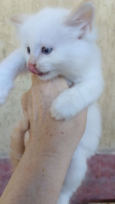 Котята крысоловы