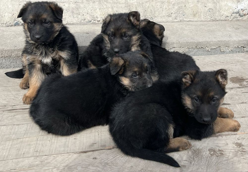 Немецкая овчарка