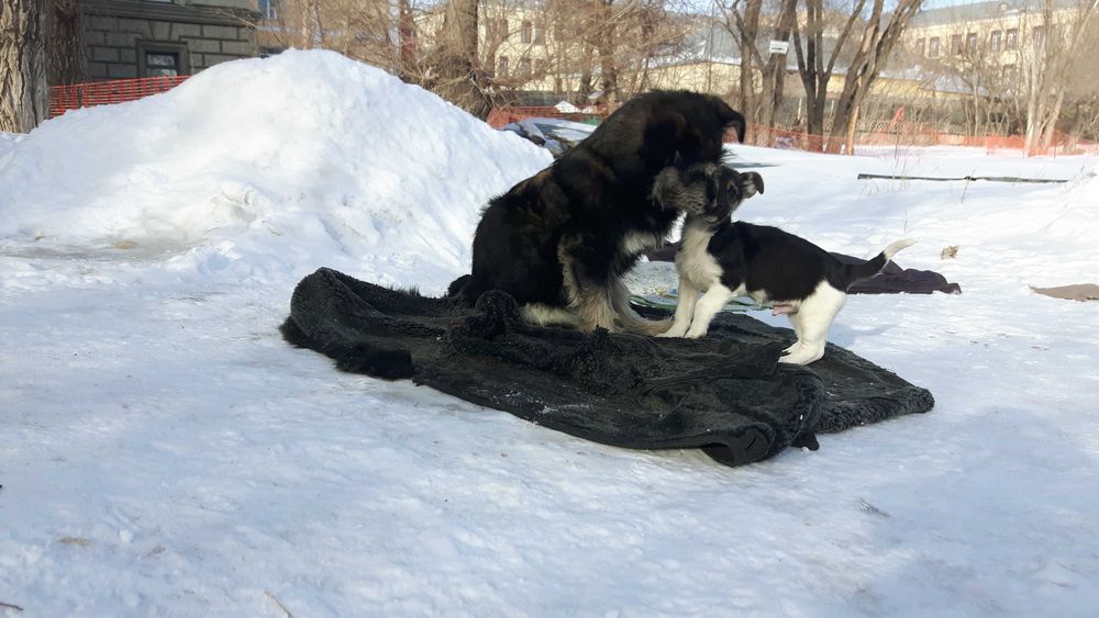Щенки звоночки срочно