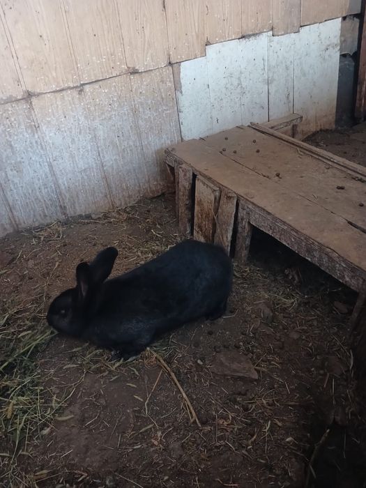 Продам кролика 8 месяцев