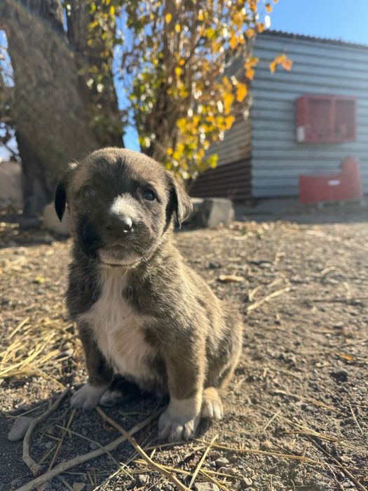 Щенки в добрые руки