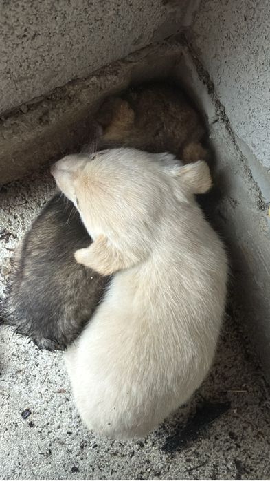 Отдам в добрые руки