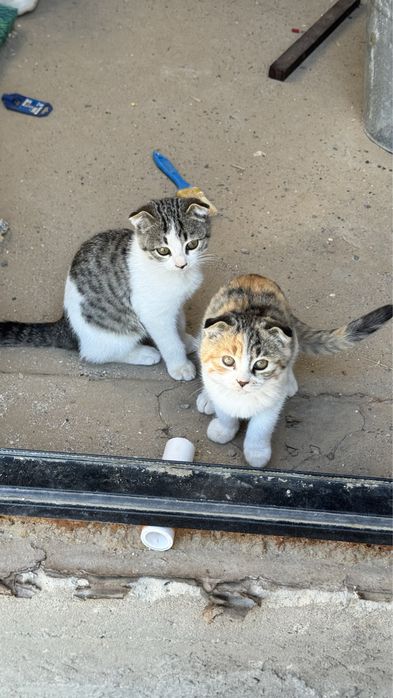 Продаю вислоухих котят