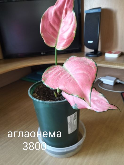 Цветы домашние разные