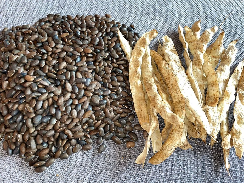 Seminte de fasole roză pe par