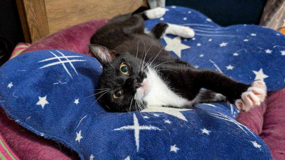 Pisicuta vaccinata si sterilizata pentru adoptie