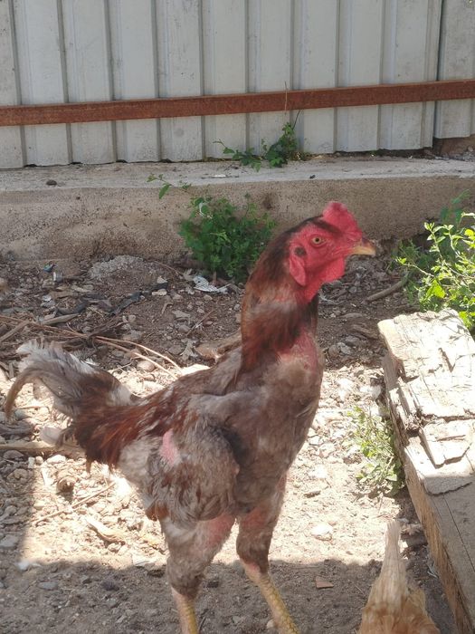 Продам пару даканов