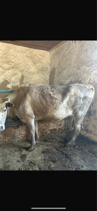 Коровы бычки на откорме