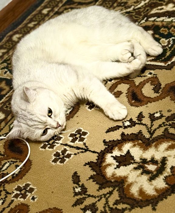 Отдам бесплатно Кота  британец
