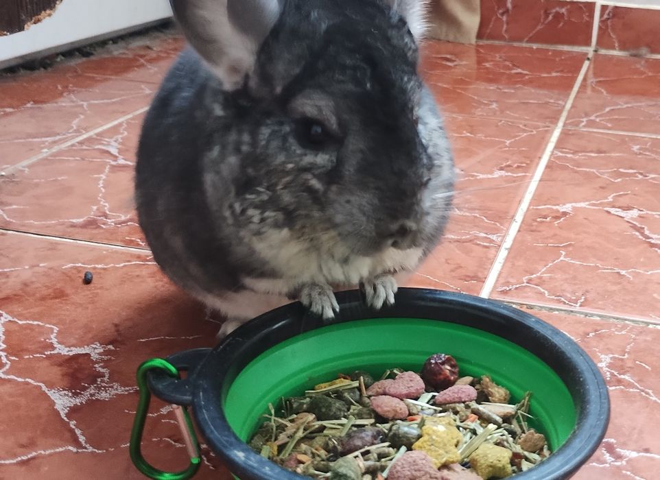 Vand Chinchilla - Femela