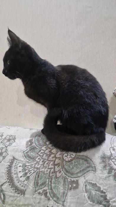 Красивая кошка в добрые руки