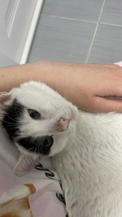 Срочно кота в добрые руки