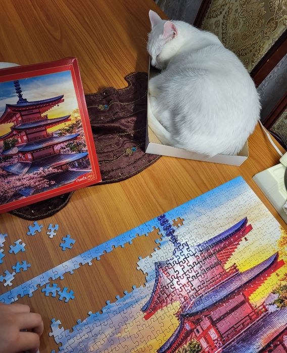 Отдам кота в добрые руки