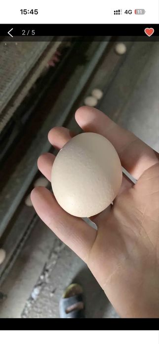 Кораль ник Несушка