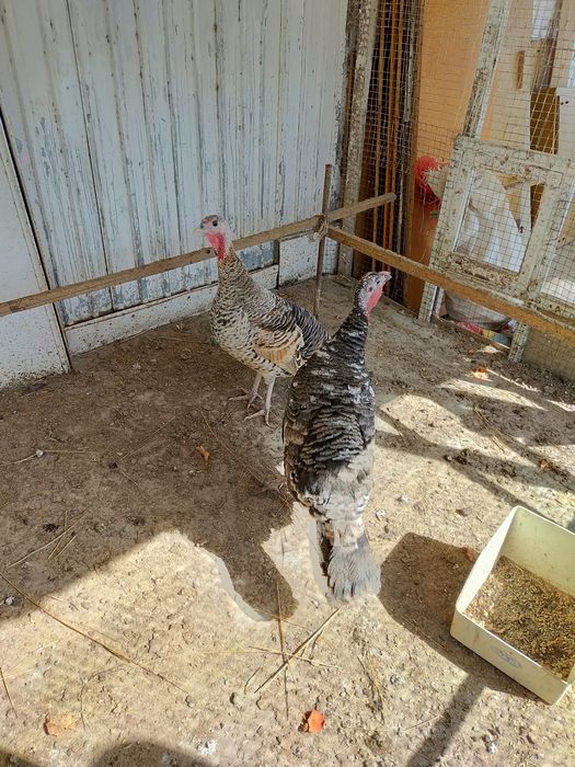 Индюк сатылады 2 мекен