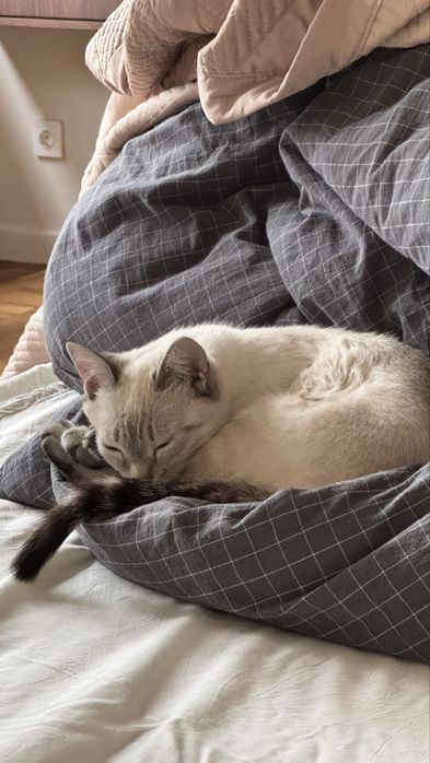 Отдам котенка с приданным