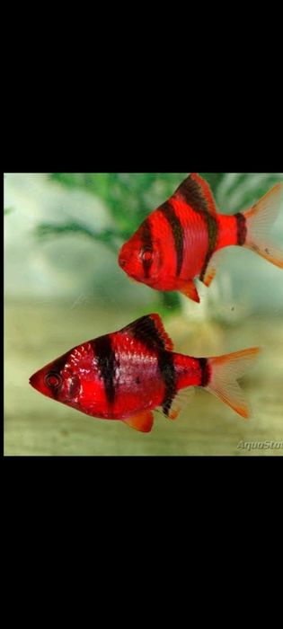 Барбусы и пецилии